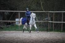 Stage d'éthologie - Partage du manège pour les cours