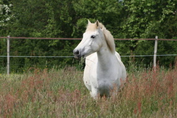La camargue est loin, mais bon...
