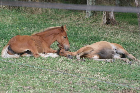 Sieste
